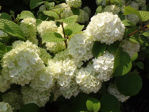 4005.足利紫藤花公園.JPG 4005.足利紫藤花公園.JPG