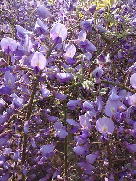 4011.足利紫藤花公園.JPG 4011.足利紫藤花公園.JPG