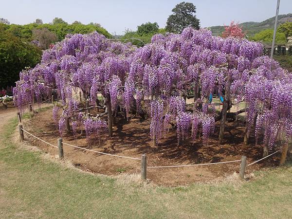 4039.足利紫藤花公園.JPG