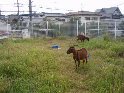 Rent-a-Goat「零碳排放」的除草服務 — 山羊出租中 