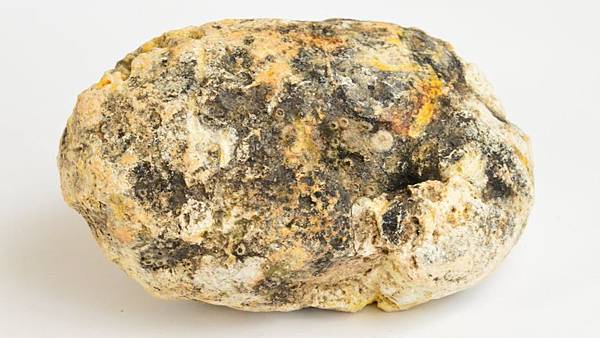 Ambergris found on Anglesey beach sells for £11,000.jpg