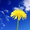 -downloadfiles-wallpapers-1280_1024-flower_in_blue_sky_6179.jpg