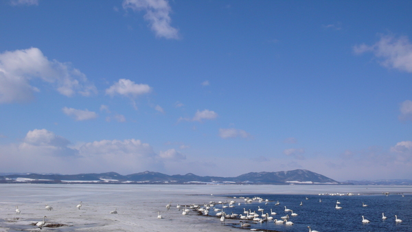 ＂佐呂間湖＂的天鵝