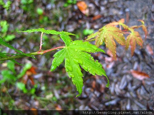 IMG_0011 IMG_0011