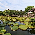 20140919雙溪公園大王蓮001.jpg