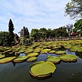 20140919雙溪公園大王蓮002.jpg