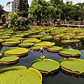 20140919雙溪公園大王蓮003.jpg