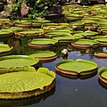 20140919雙溪公園大王蓮007.jpg