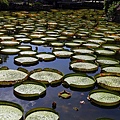 20140919雙溪公園大王蓮008.jpg