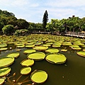 20140919雙溪公園大王蓮010.jpg