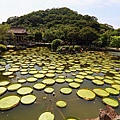 20140919雙溪公園大王蓮013.jpg