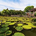 20140919雙溪公園大王蓮014.jpg