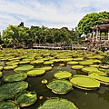 20140919雙溪公園大王蓮015.jpg