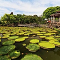 20140919雙溪公園大王蓮016.jpg