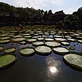 20140919雙溪公園大王蓮020.jpg