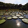 20140919雙溪公園大王蓮021.jpg