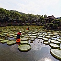 20140919雙溪公園大王蓮022.jpg