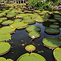 20140919雙溪公園大王蓮023.jpg