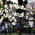 20150113逸仙公園梅花007.jpg