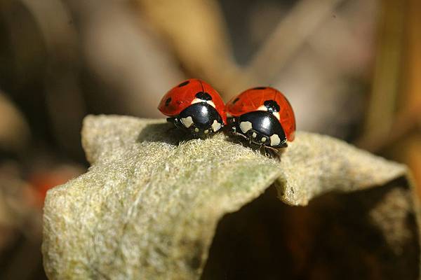 lady-bug-3292238_1280.jpg
