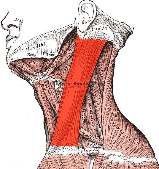 Sternocleidomastoid muscle