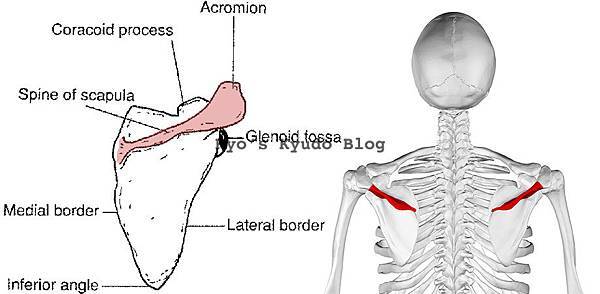 Spine of scapula