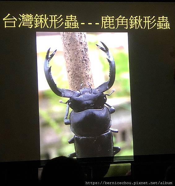 遊記 台灣昆蟲館 鍬形蟲飼育講座 走進昆蟲世界 生態教育好處去 Im Ber Ber 痞客邦 遊記 台灣昆蟲館 鍬形蟲飼育講座 走進昆蟲世界 生態教育好處去 Im Ber Ber 痞客邦