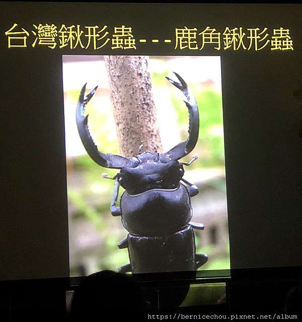 遊記 台灣昆蟲館 鍬形蟲飼育講座 走進昆蟲世界 生態教育好處去 Im Ber Ber 痞客邦 遊記 台灣昆蟲館 鍬形蟲飼育講座 走進昆蟲世界 生態教育好處去 Im Ber Ber 痞客邦