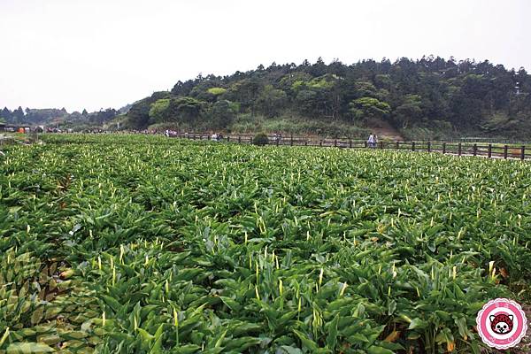 陽明山海芋18-01