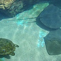 Eilat水族館