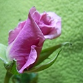 紫色玫瑰~