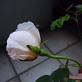 陽台上的粉玫瑰~~含苞待放~~