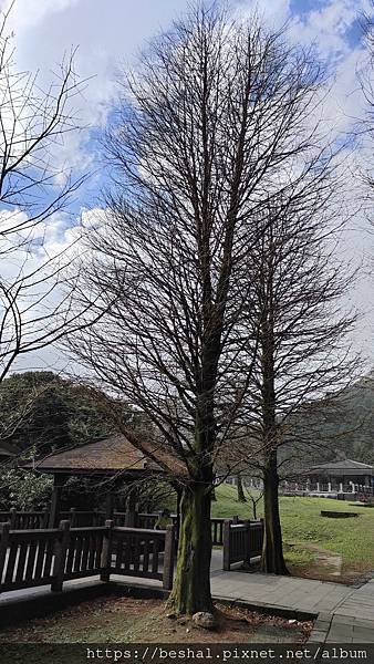 陽明山台灣藍鵲|櫻花季|平菁街|冷水坑|櫻花|炮仗花