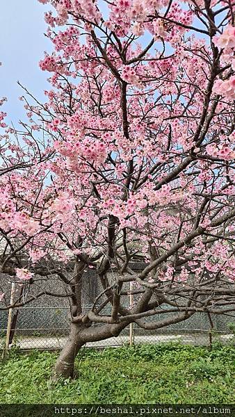 陽明山台灣藍鵲|櫻花季|平菁街|冷水坑|櫻花|炮仗花