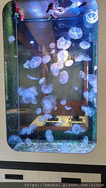 推薦新開幕海牧水產鍋物中和四號公園店超療癒水母海鮮產地直送 推薦新開幕海牧水產鍋物中和四號公園店超療癒水母海鮮產地直送