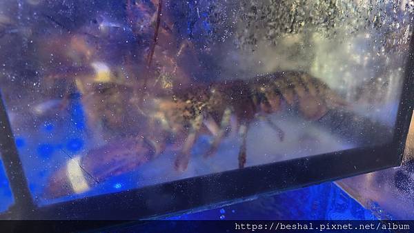 推薦新開幕海牧水產鍋物中和四號公園店超療癒水母海鮮產地直送 推薦新開幕海牧水產鍋物中和四號公園店超療癒水母海鮮產地直送