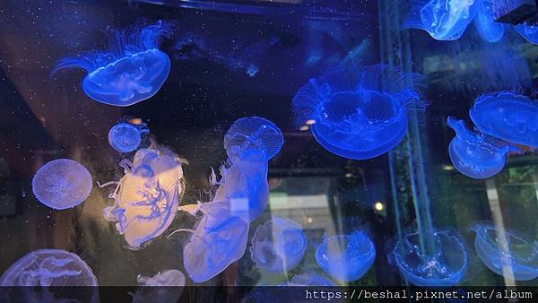 推薦新開幕海牧水產鍋物中和四號公園店超療癒水母海鮮產地直送 推薦新開幕海牧水產鍋物中和四號公園店超療癒水母海鮮產地直送