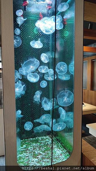 推薦新開幕海牧水產鍋物中和四號公園店超療癒水母海鮮產地直送