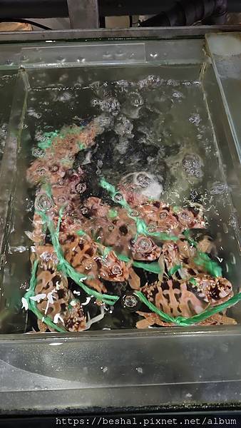 《2025 新北耶誕城美食推薦》蒸天下海鮮蒸氣火鍋活體海鮮 《2025 新北耶誕城美食推薦》蒸天下海鮮蒸氣火鍋活體海鮮