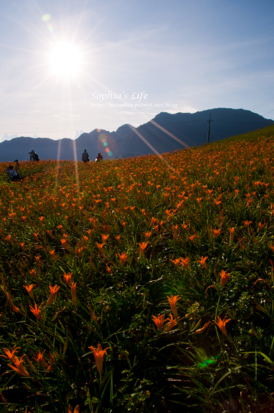 20110820-花蓮六十石山 (8).jpg