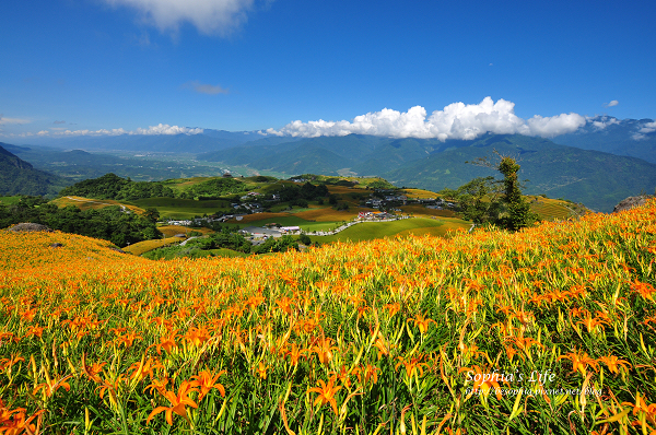 20110820-花蓮六十石山 (20).jpg