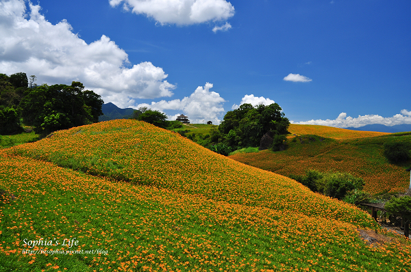 20110820-花蓮六十石山 (22).jpg