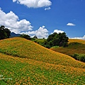 20110820-花蓮六十石山 (22).jpg