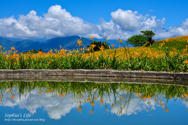 20110820-花蓮六十石山 (28).jpg