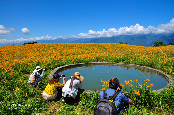 20110820-花蓮六十石山 (29).jpg