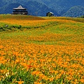 20110820-花蓮六十石山 (33).jpg