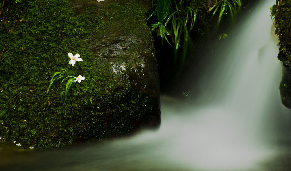 20120429--龍潭小粗坑古道 (10)