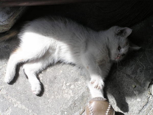 小貓玩鞋記