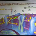 抗氧化劑的保護作用