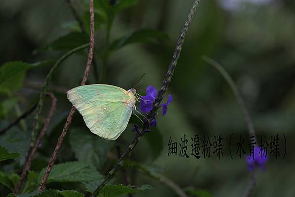 水青粉蝶
